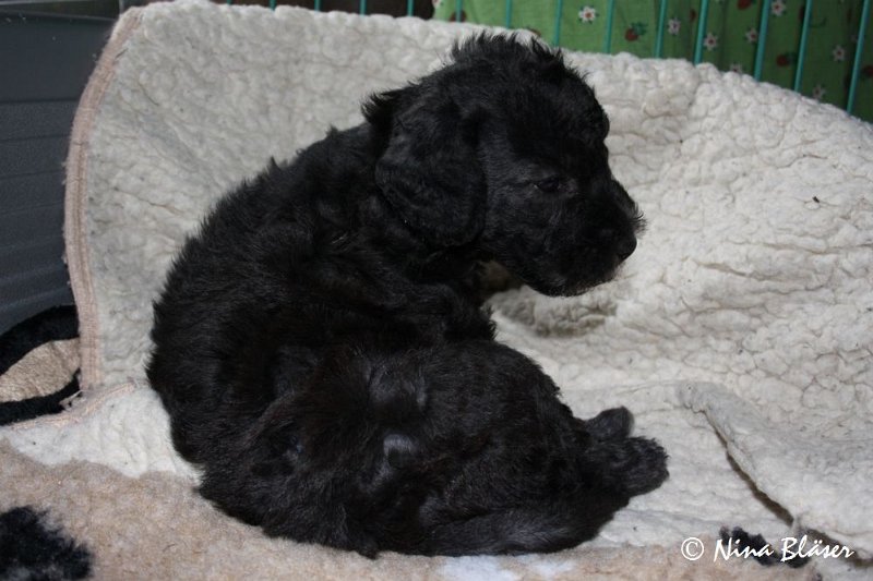 Rüde 2009-06-14 (19).JPG